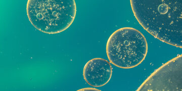 Life’s Blueprint: Developmental Biology Mysteries